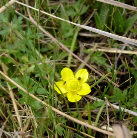 Ranunculus multifidus